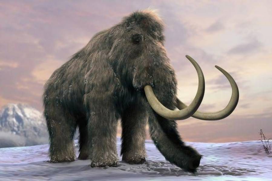 MAMOUΘ