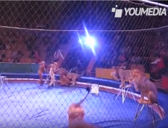 Απίστευτη κατάληξη παράστασης τσίρκου- Λιοντάρι εξαγριώθηκε και επιτέθηκε σε ανθρώπους!
