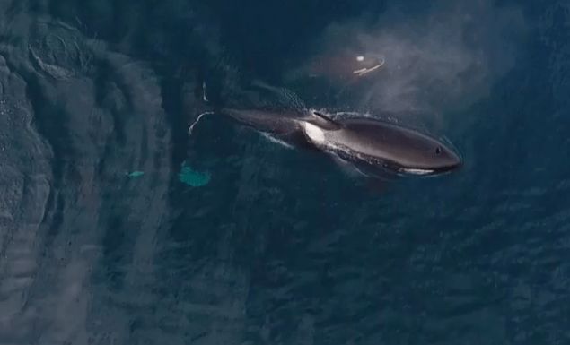 Φάλαινα δολοφόνος κατασπαράζει ζωντανό καρχαρία! (vid)