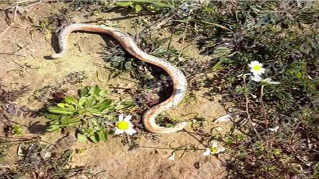 Πύργος: Αγρότης βρήκε στο χωράφι του δικέφαλο φίδι!