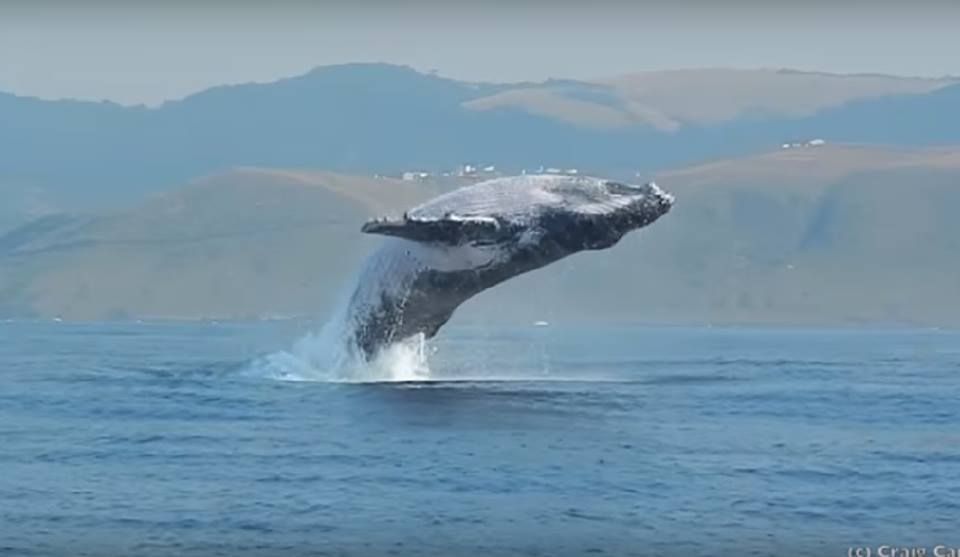 Απίστευτο θέαμα: Φάλαινα “πετάει” έξω απ’ το νερό σαν δελφίνι! (vid)