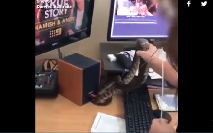 Φίδι έκανε “ντου” σε γραφείο και κανείς δεν ταράχτηκε! (vid)