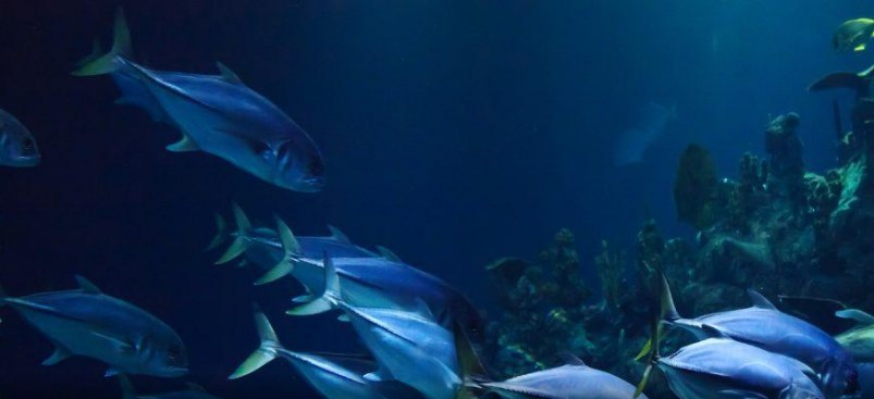 Τοξικά ψάρια «κατακλύζουν» τις ελληνικές θάλασσες – Αυτά είναι τα ονόματά τους