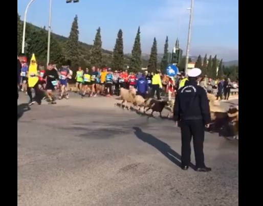 Έπος:  Πρόβατα τρέχουν… βολίδα την ώρα του Μαραθωνίου, έμειναν «κάγκελο» οι αθλητές (vid)