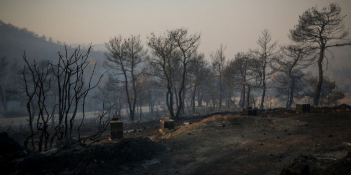 Κρανίου τόπος στην Εύβοια: Οι πρώτες φωτογραφίες από τα καμένα | panathinaikos24.gr Κρανίου τόπος στην Εύβοια: Οι πρώτες φωτογραφίες από τα καμένα | panathinaikos24.gr